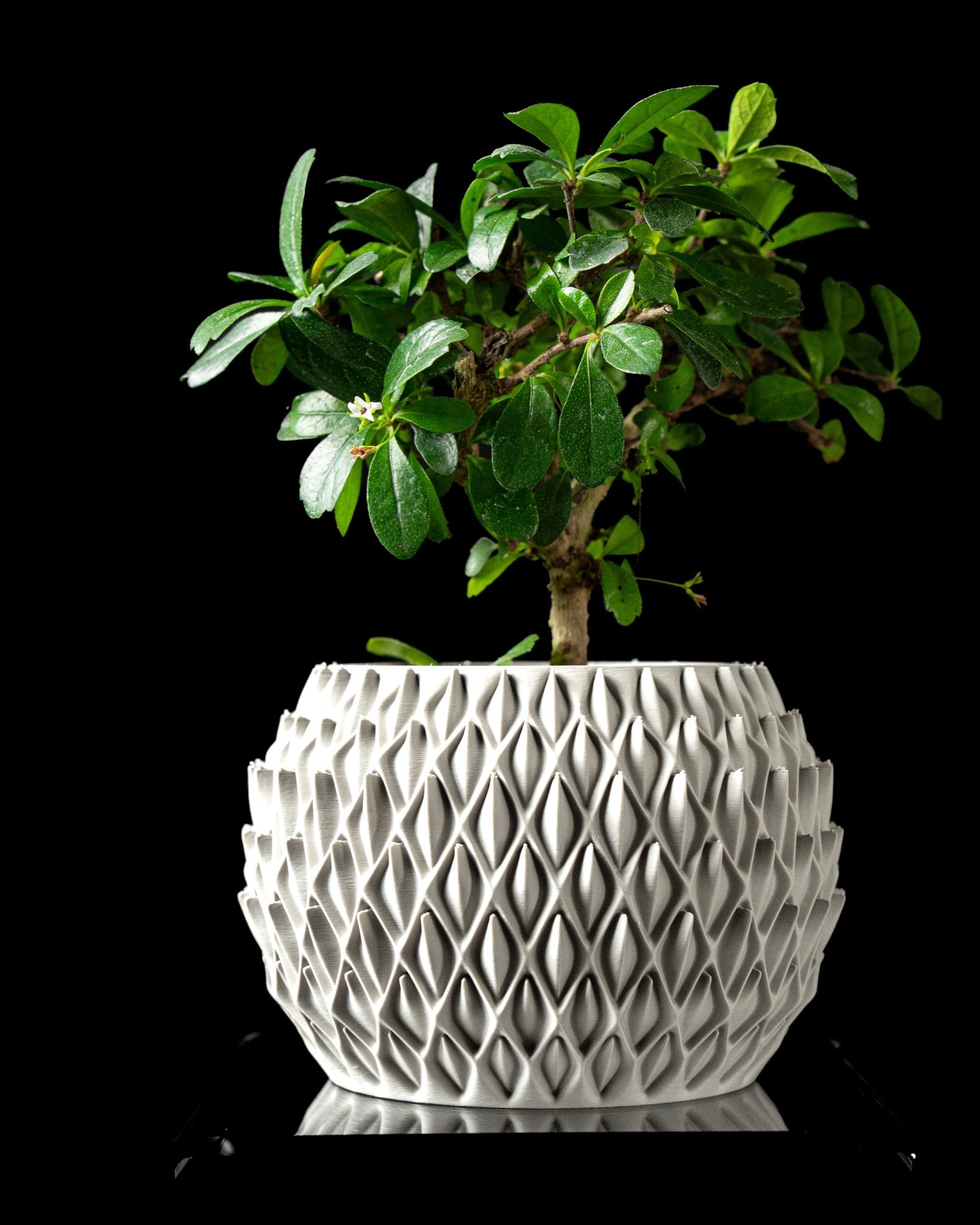 כלי לצמחים - ניצן המדבר - פרפקט תלת - מימד